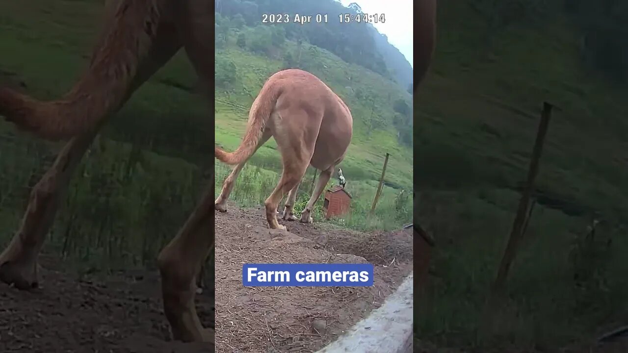 Farm surveillance of farm dogs