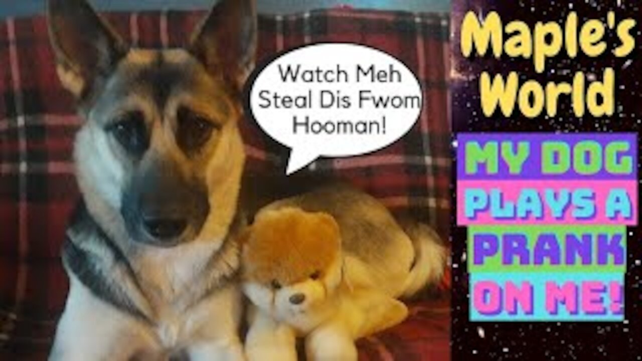 Dog Pranks Me | Steals My Boo Doll (Part 1)