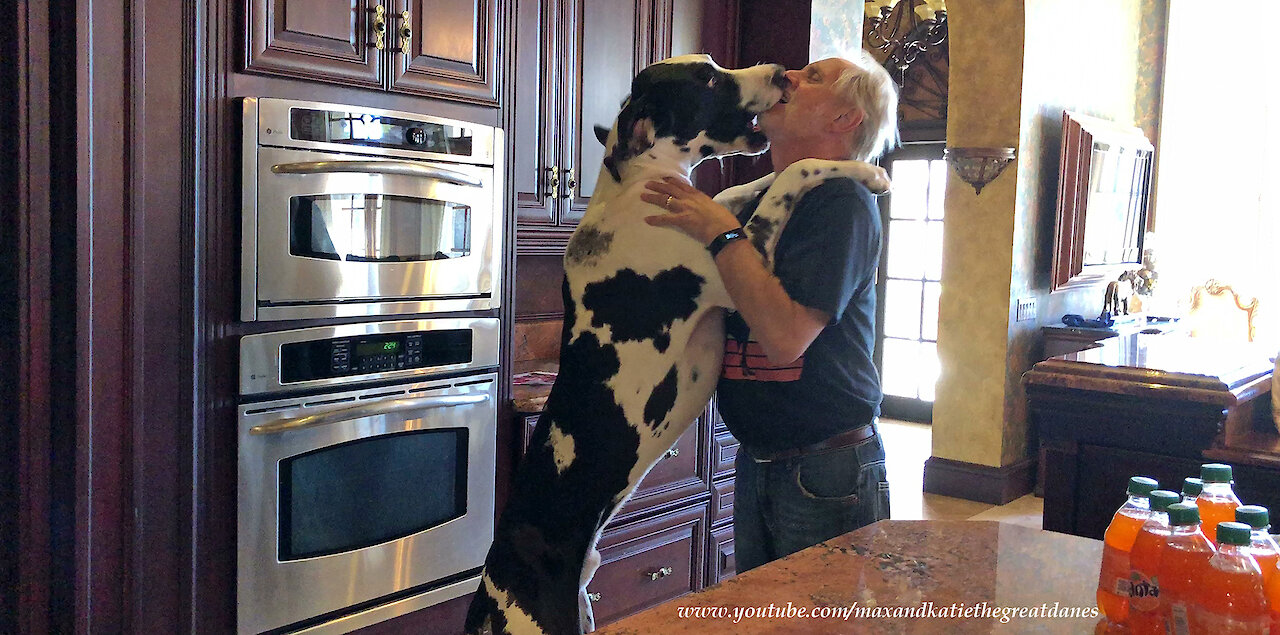 This considerate Great Dane helps his owners delivery the groceries