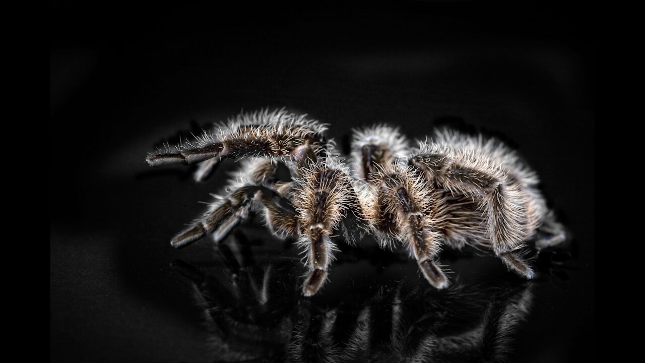 Tarantula walking