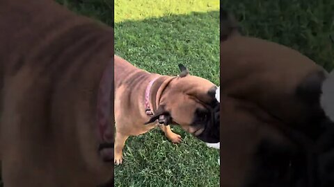 Ch Willow playing tug with Teddy bear. LonelyCreek #Bullmastiff #WorkingGuardDog