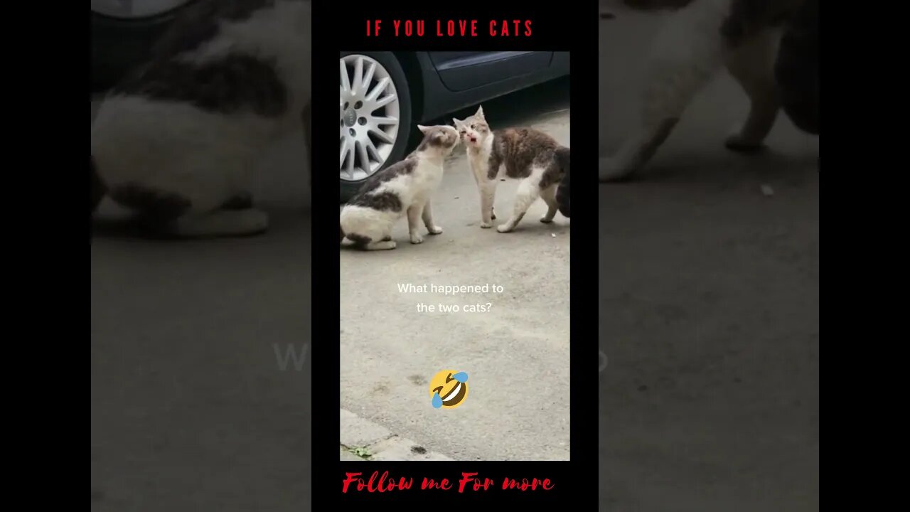 Cat Krazy Drama