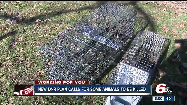 Proposed DNR changes would require animal control workers to kill raccoons, opossums and coyotes