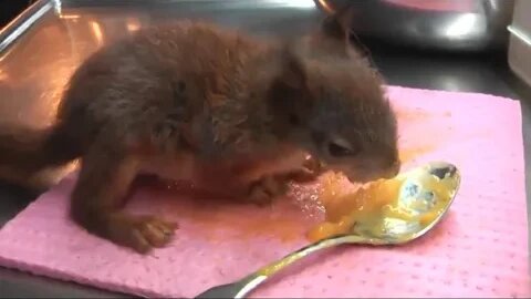 To SAVE WILD ANIMALS is a CRIMINAL OFFENCE in SWEDEN All 13 parts