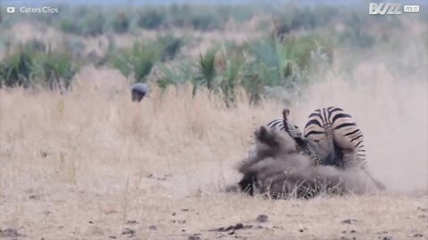 Kruger National Park er vært for en episk zebra kamp