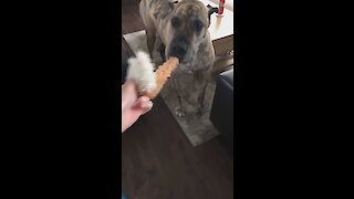 Great Dane hides large stuffed animal inside his mouth