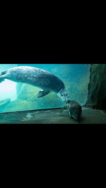 Penguins go on adventure and greet their seal and otter neighbours in Oregon zoo