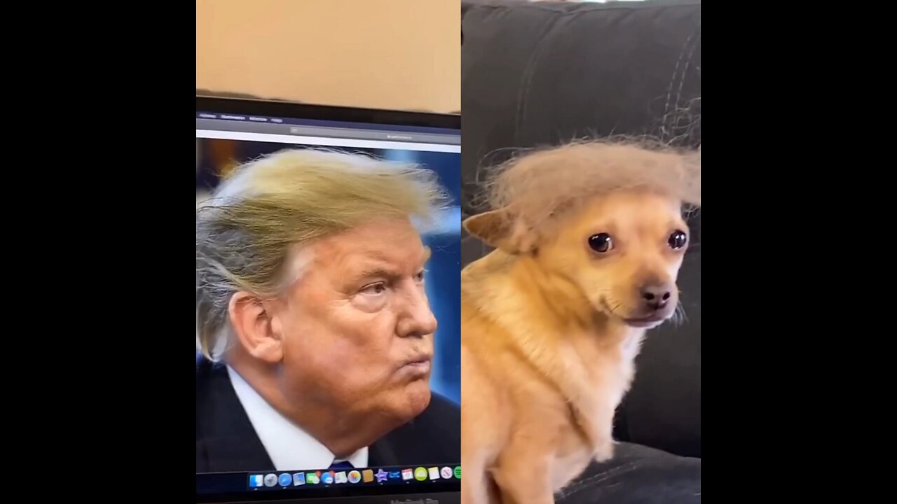 See How A Cute Dog Change Into Donald Trump 😂😂