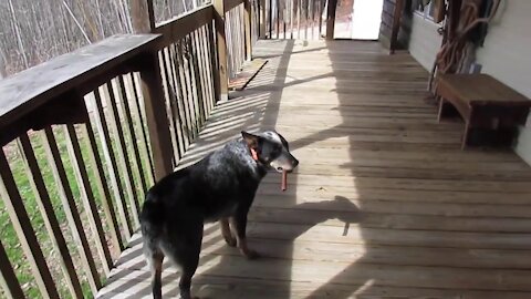 Owner Laughs Uncontrollably When Pet Dog Holds Treat in his Mouth Like Cigar