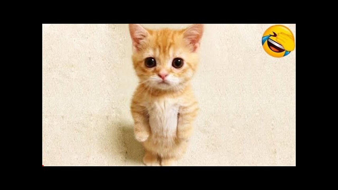 Funniest Cat And Dogs 😂 Funny Animal Videos 2022