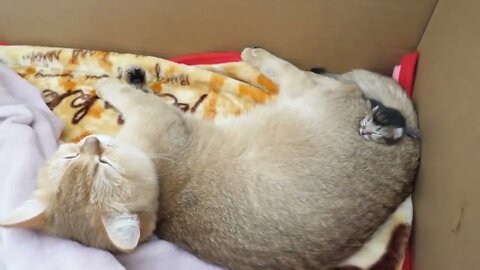 How kitten Kiki grows up: from 0-30 days