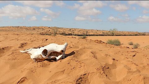 After the rain in the desert