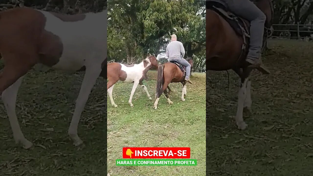Dia de Passeio #shorts #fazenda #animals #roça #sitio #bicho #sp #haras #cavalo #cavalinho #criador