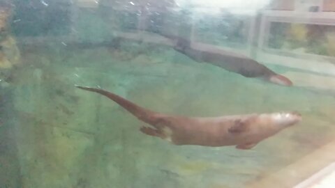 Otter swimming