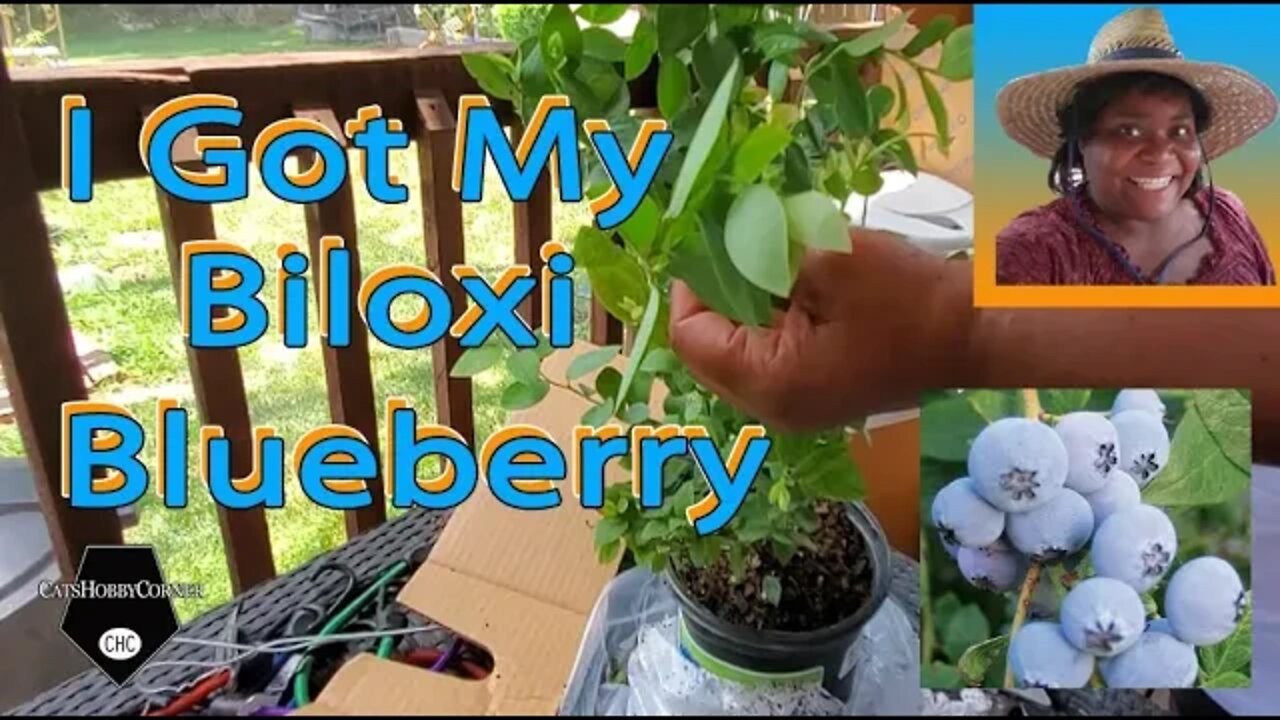 Got My 1st Biloxi Blueberry Plant Today - 5Jul2022