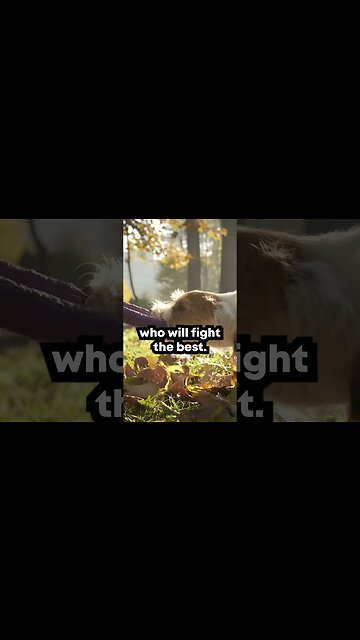 FEED THE RIGHT DOG - #success #world #flesh #diet #bible #church #lesson #biblestudy - David Peacock