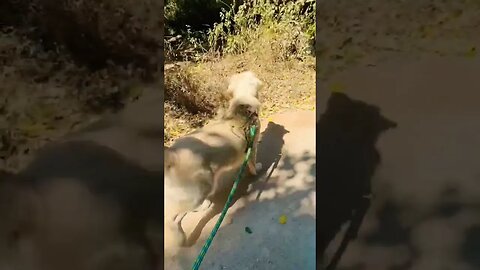 Bird Watching #goldenretriever #ytshorts #shorts