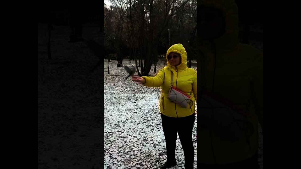Wild tits fly to a woman without an order by a single gesture