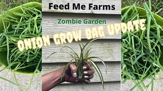 Onion Grow Bag Update
