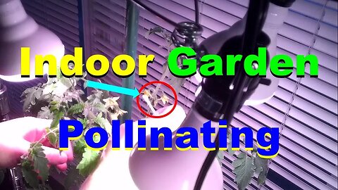 No. 967 – How To Pollinate The Indoor Garden