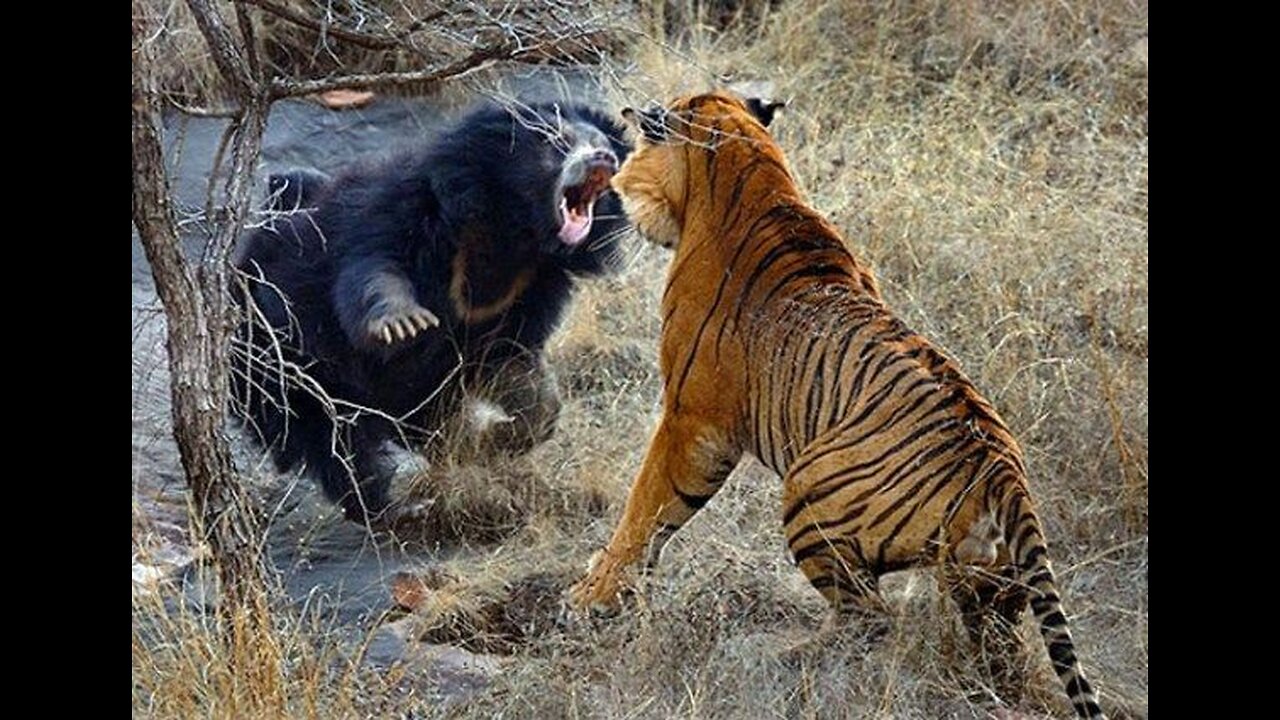 Animal Fighting