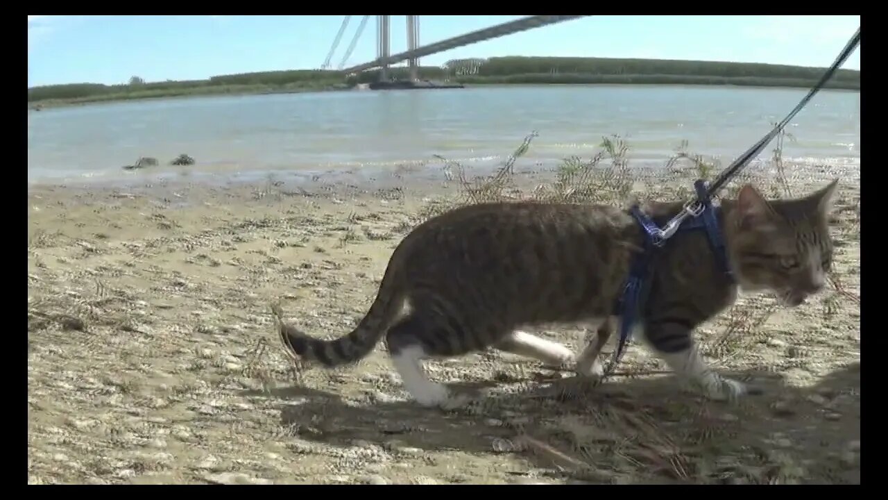The Cat Traveller Likes Hiking