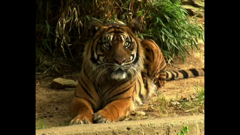 Endangered Tiger Cubs Born In The USA