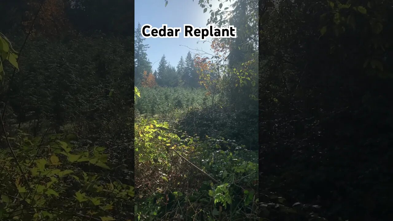 Found THE Spot for the Cabin