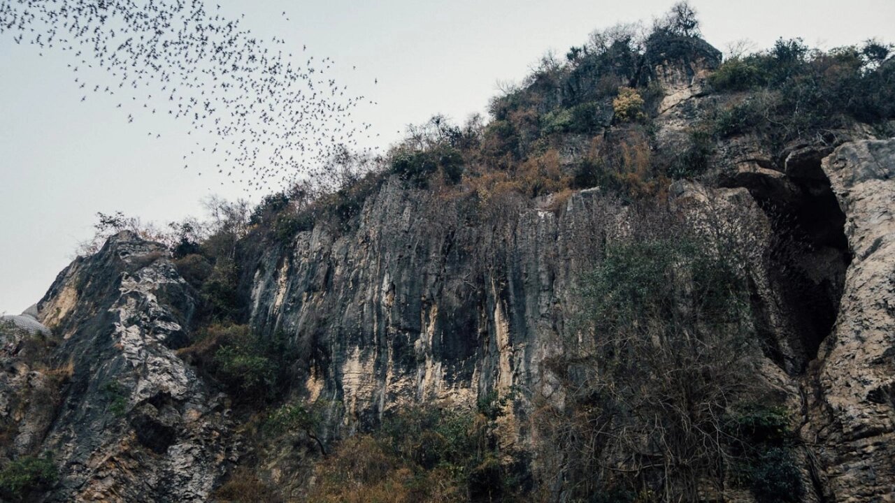 Millions of BATS in a CAVE ! ! ! Southeast Asia Adventures 2