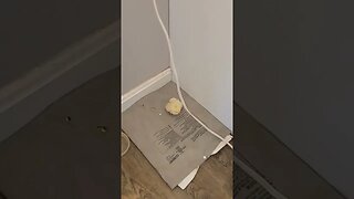 Baby chick needed a little extra help