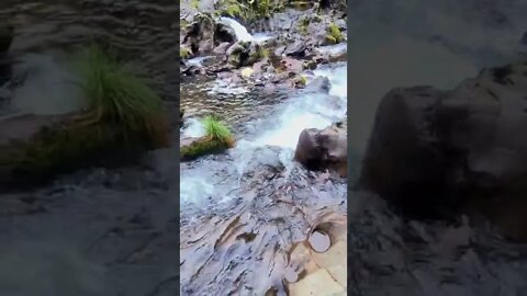 for the love of gaia...🙏💜🌈