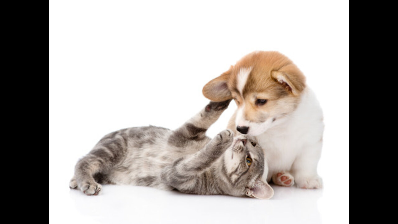 Battle between Corgi and British Shorthair