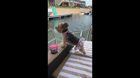 Adorable dog in bikini!