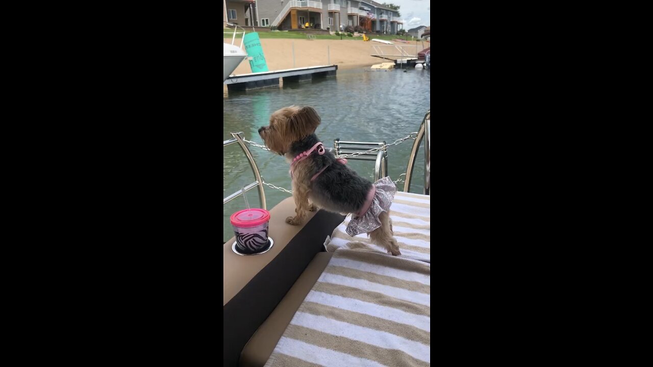 Adorable dog in bikini!