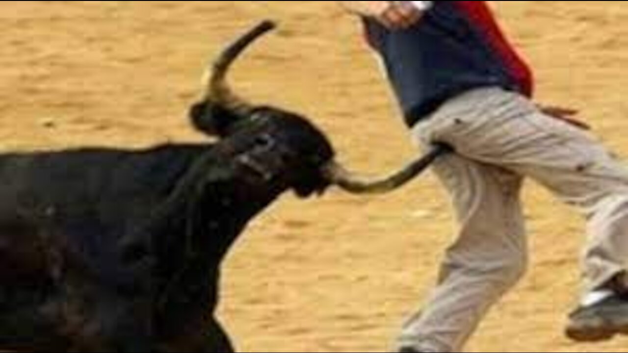 SOME... BODY ONCE TOLD ME... bull attack || funny video