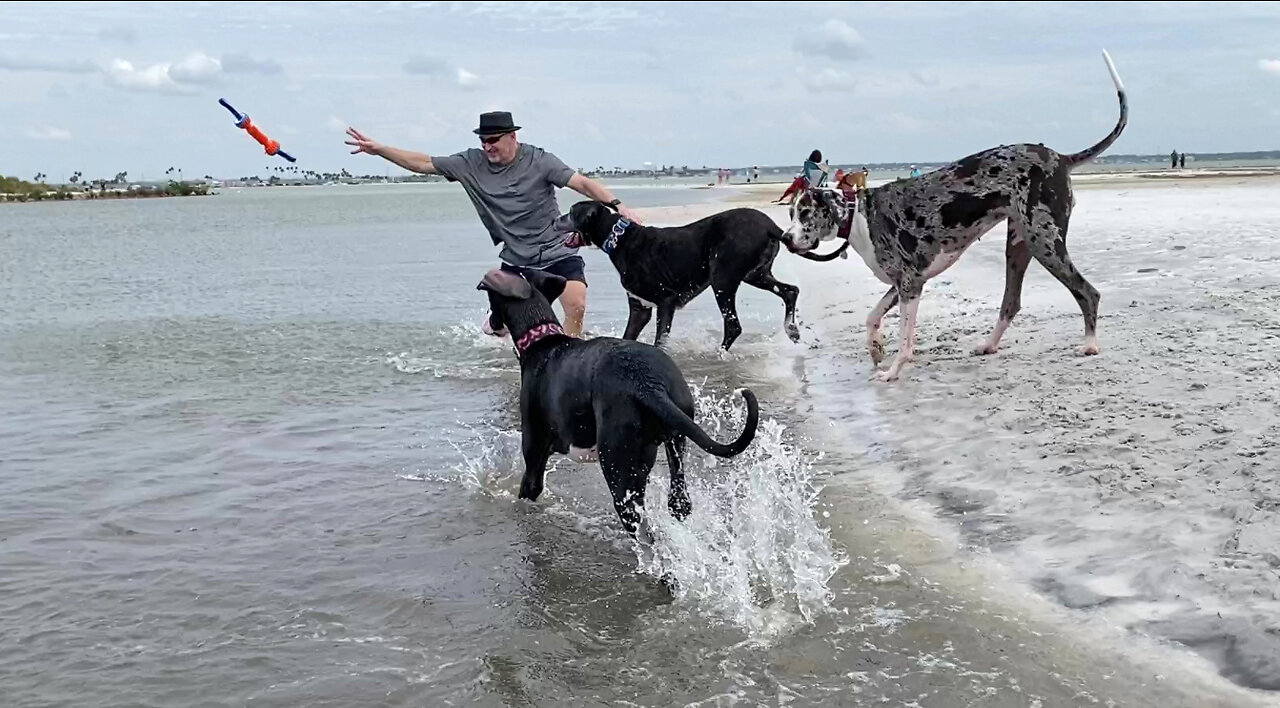 Happy Great Danes Love Chasing Toys & Playing Tug Of War At The Beach