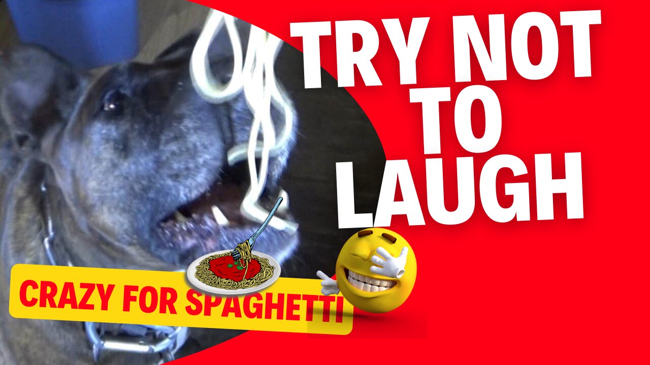 My Dog ​​and Spaghetti. Really funny video.