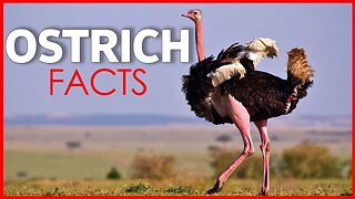 OSTRICH FACTS | OSTRICH IN AFRICA | OSTRICH STOMACHS | OSTRICH EGG