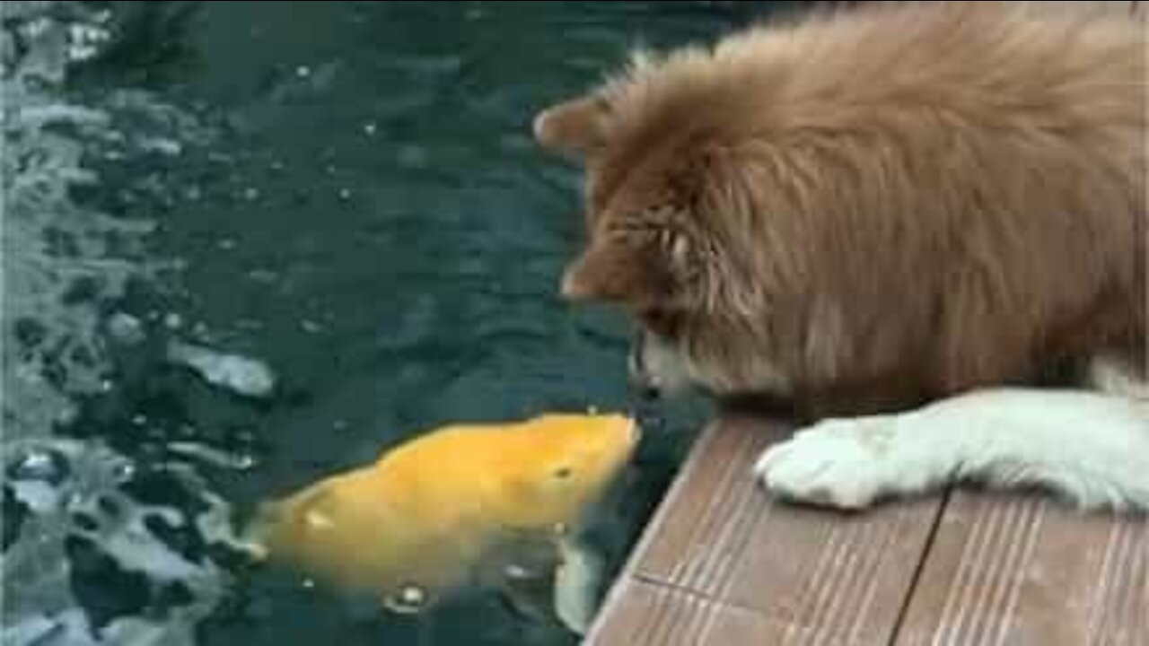 Une histoire d'amour entre un chien et un poisson