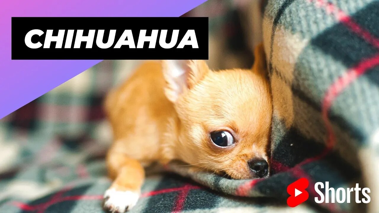 Chihuahua 🐶 One Of The Smallest Dog Breeds In The World #shorts #chihuahua #smalldog