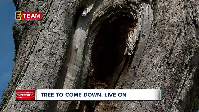 Dying historical tree in Lakewood has a chance to live again