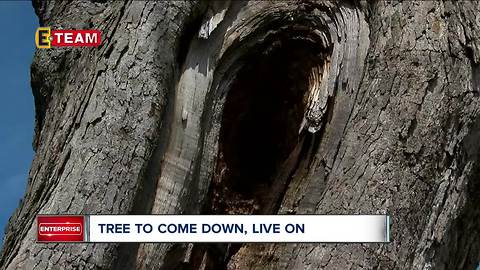 Dying historical tree in Lakewood has a chance to live again