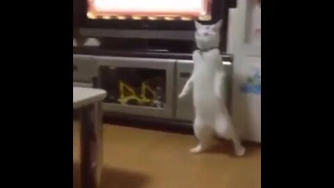 Cat walks like a human #shorts
