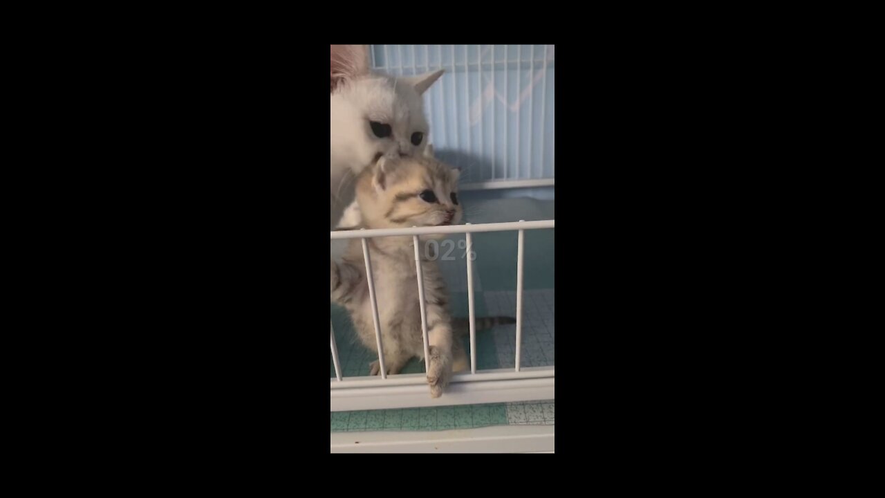 Cat Is Loving His Baby (KITTEN) So Cute Moment🐈️💕