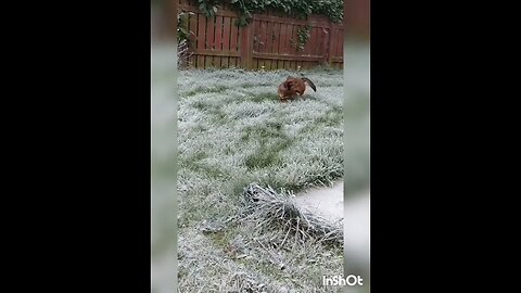 Dog loves running in frosted grass