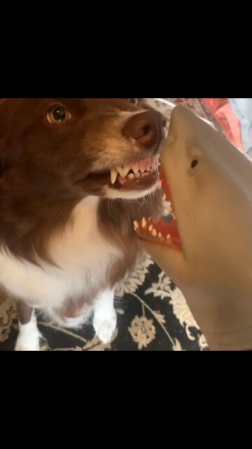 Border Collie shows scary toy shark who's boss