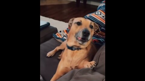 If you love dogs WATCH THIS! Try not to laugh