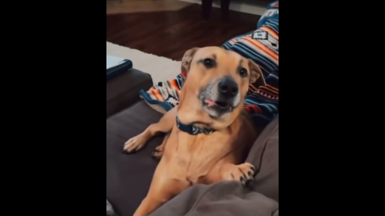 If you love dogs WATCH THIS! Try not to laugh