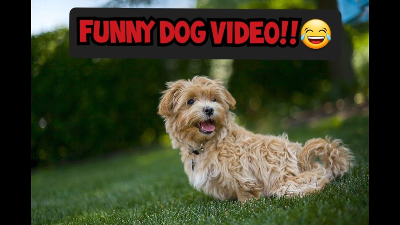 FUNNY DOG VIDEO COMPILATION!! 😂 (Try Not to Laugh)