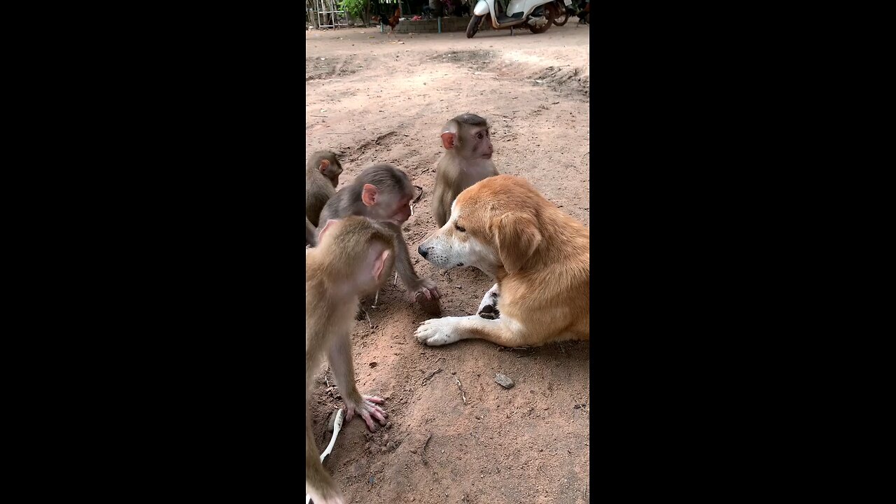 A monkey-turned-dog-doctor